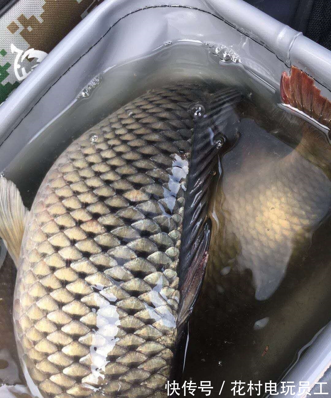 降温后钓鲤鱼的思路，逐渐开始活跃，不好吃但手感好