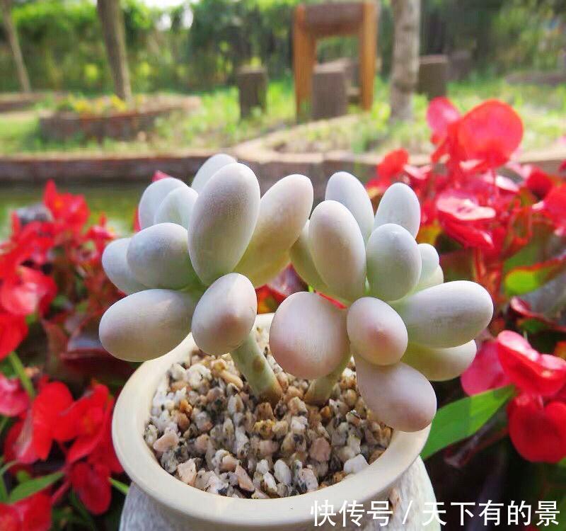 秋季养多肉白美人，满足4点，株型小巧叶片肥美，状态好极了