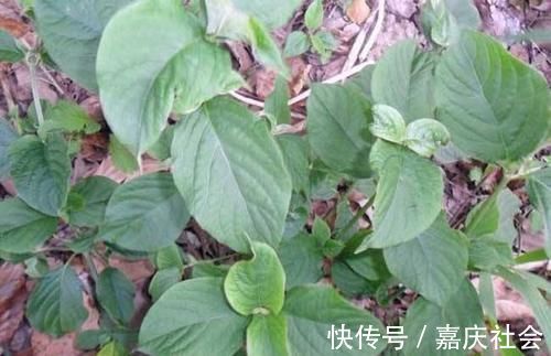 刘婆婆|农村老人说吃此物“力大如牛”,农村常见,年轻人有需求却不认识