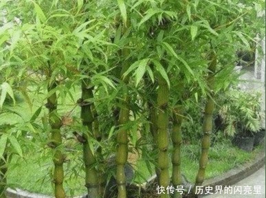 罗汉松|有钱人家里必养的3种树家有招财树,想不发财都难了!