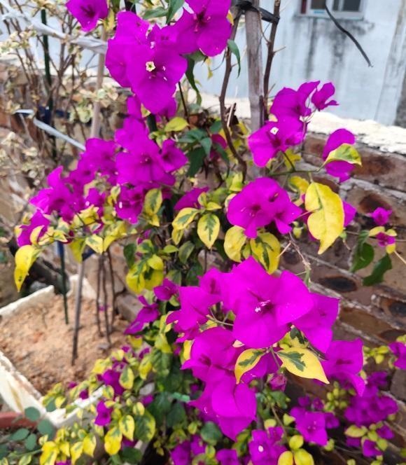 春天的三角梅,“这些操作”赶紧做,夏季枝叶更茂密,开花更多