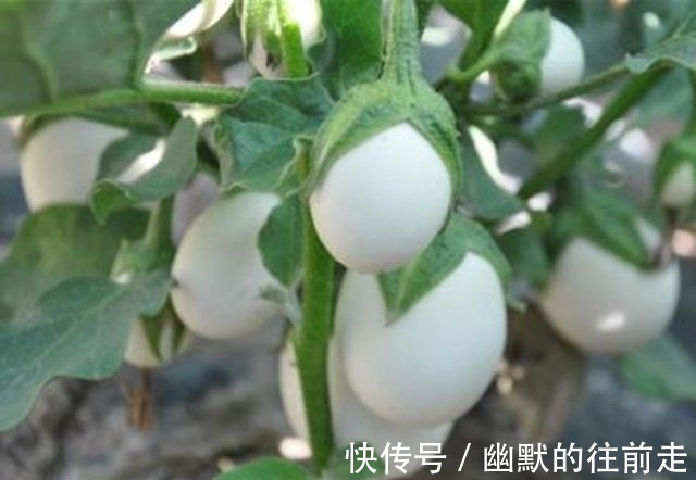 花坛|农村长在树上的“鸡蛋”,估计你这辈子都没见过,更别说吃了