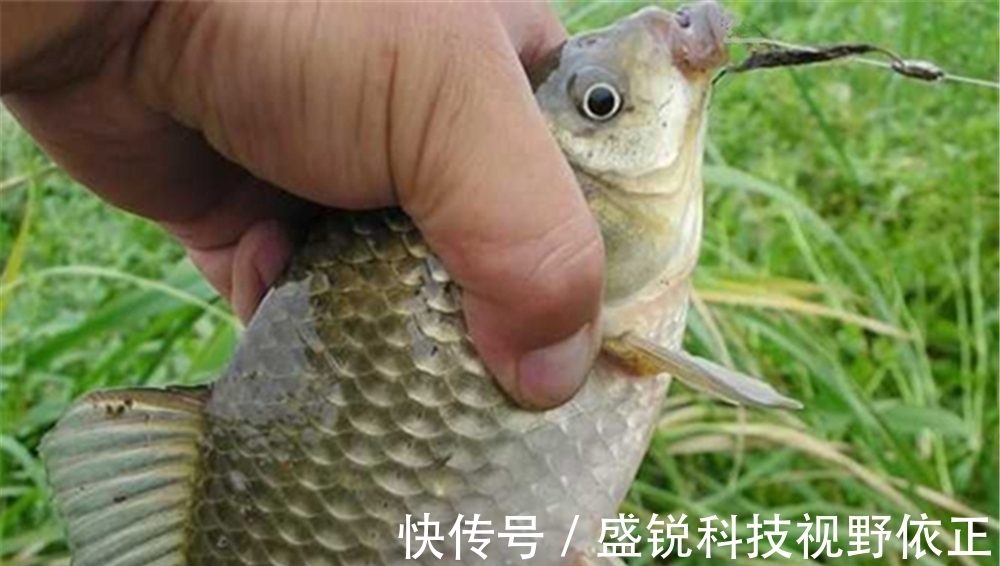 收获|野钓鲫鱼,能做到“三多”和“两勤”,收获一定少不了!