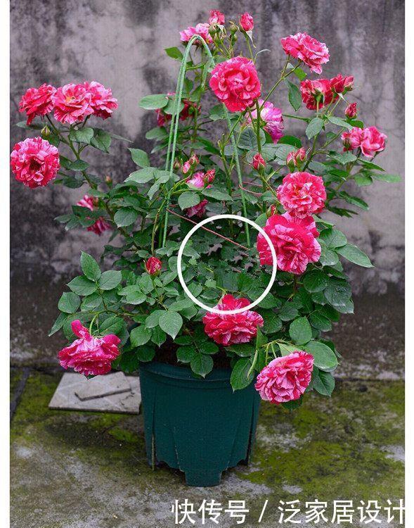 精品月季”瑞典女王“,纯洁清秀,优雅迷人,可以说是养花首选