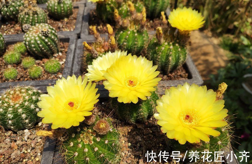 3种花想要养的久,就需要“穷养”,小盆少浇水,越养越精神