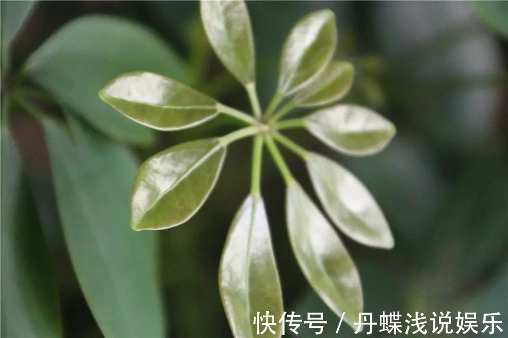 有害气体|要想身体健康长寿,家庭必备的几种植物!