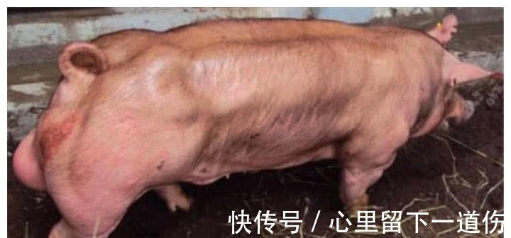 杜洛克猪|见识下猪猪界的健身狂,全身肌肉没肥肉