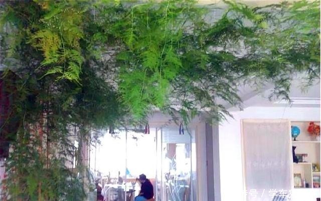 在北方,1盆文竹养8年“不修剪”是什么体验直接绕成“盘丝洞”!