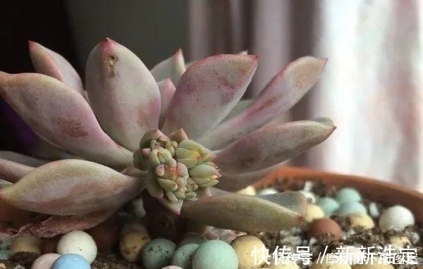 叶插|长寿开花变异了,十年都见不到一次,真稀罕