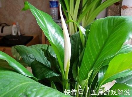 养一帆风顺，记住这些，不黄叶开花多