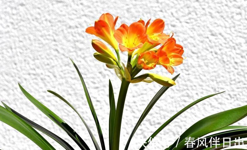 四季观叶，一季赏花，君子兰叶子的养护需注意4点