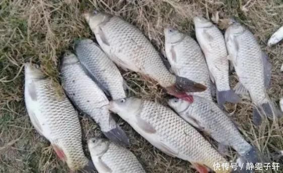 除了蚯蚓还有一种万能饵,用它作钓鲫鲤草一个都别想跑