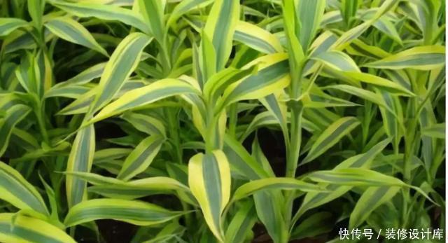 生长|卫生间放一盆这个植物,异味全跑光,绿意盎然又芬芳