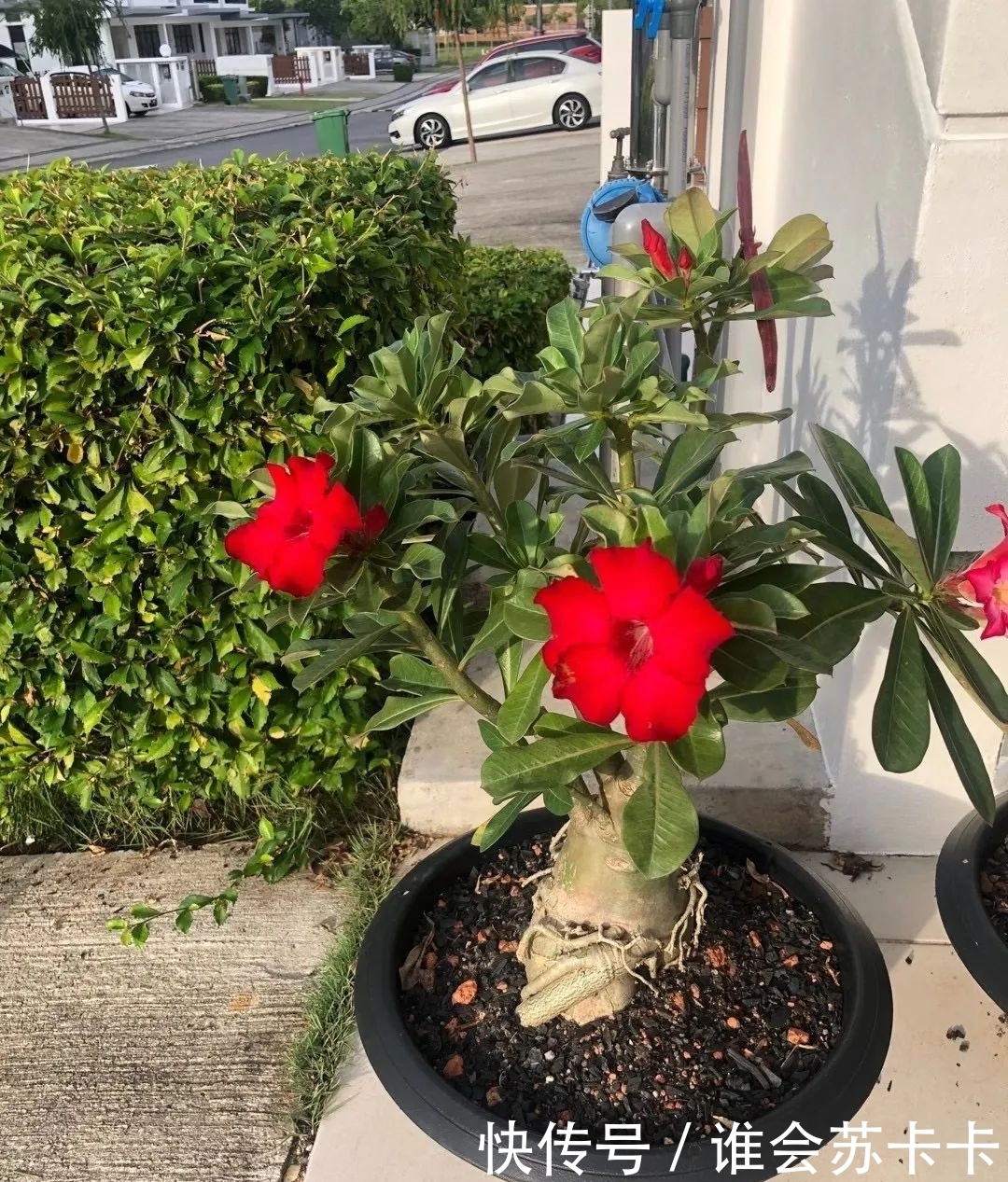 沙漠玫瑰冬天有“四怕”,避开了才能越养越精神,安全越冬无压力