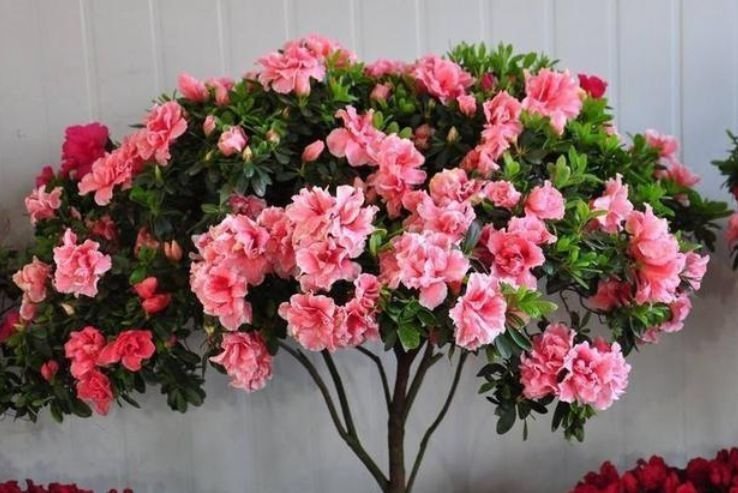 4种花养家里,个个美出状态,花朵迷人,阵阵花香,花朵大