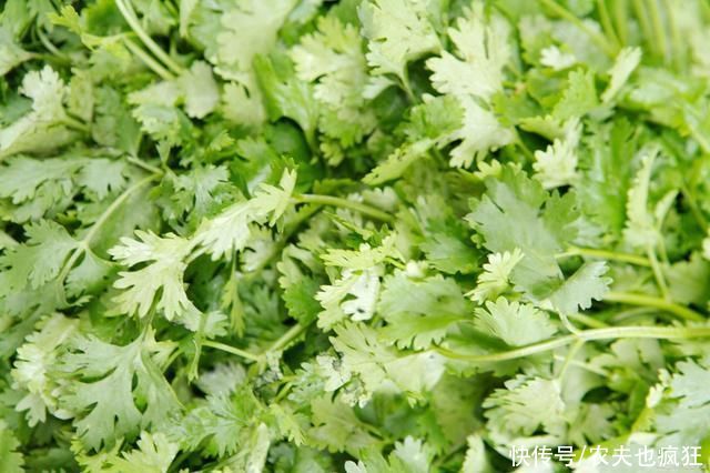 露天|种植香菜发芽慢，出芽率低?多加一个步骤，香菜发芽快出苗齐