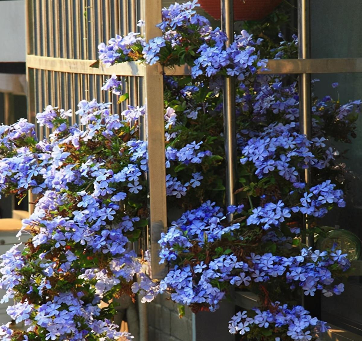 休眠|6种漂亮花,就怕下雨天,淋雨就发黄,雨天快搬屋里去