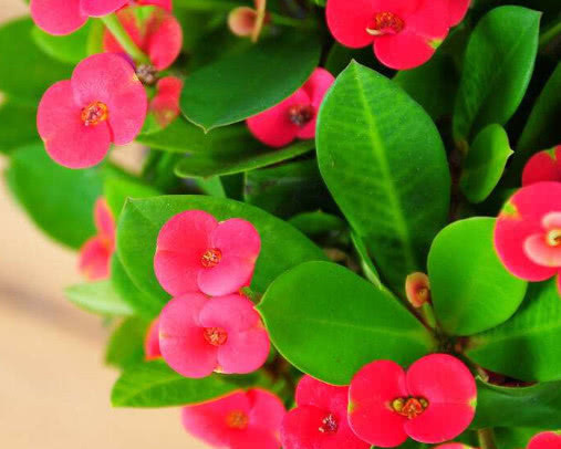 虎刺梅开花少怎么办教你3个小妙招，养出花繁叶茂的虎刺梅