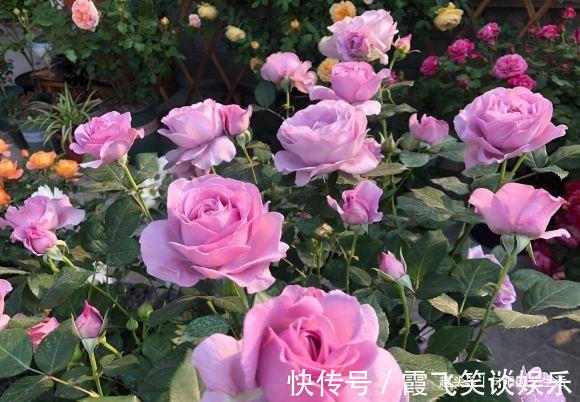 肥料|给月季花施肥，盆栽的用鸡粪，地栽的用鱼肠，长得快，促开花