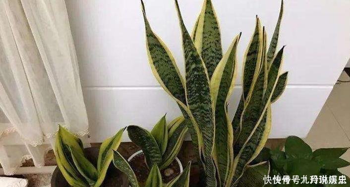 营养物质|厨房这些东西用来养虎皮兰,很快长出侧芽一盆变几盆,省钱又方便
