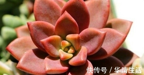 多肉度夏难？选择这些多肉植物准没错，安全度夏无压力！不要错过