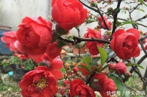 肥沃|一种花叫“木瓜”,耐寒好养,开花漂亮,春季开满枝,比玫瑰美