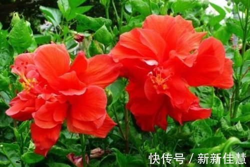 赏花|3种花是“大美女”，开花勤爱爆盆，美不胜收，一年四季都赏花