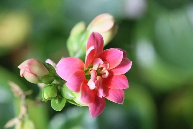 养护长寿花有三大忌,避开这三点,长得枝繁叶茂,轻松开成花球