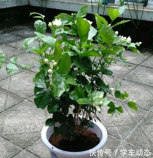 养护茉莉花的“三部曲”,花朵多香味浓,连开不停歇!