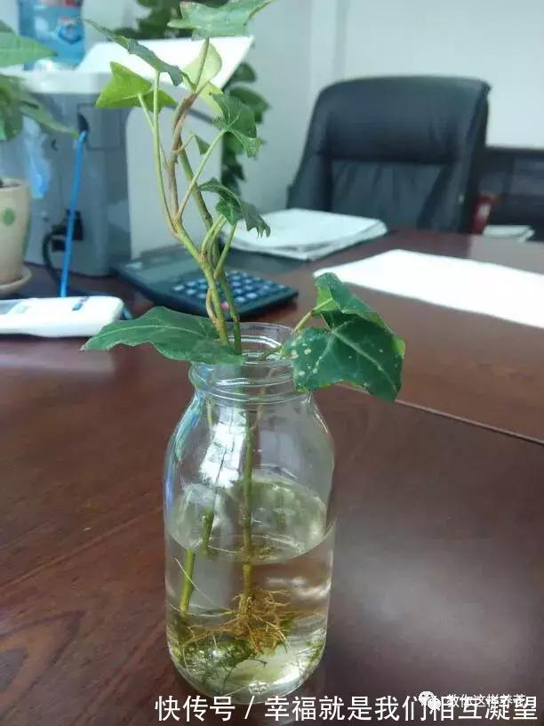 放水|4种花放水里猛长根，比土培好养100倍，一分钱不花，还很漂亮！