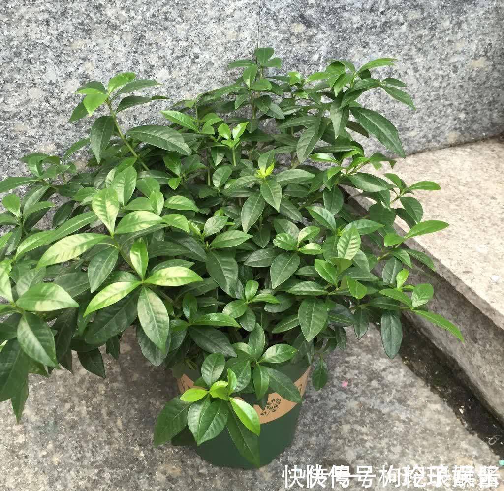 有3种花,春季绝对不可以修剪,这样才能花苞更多,枝枝有花