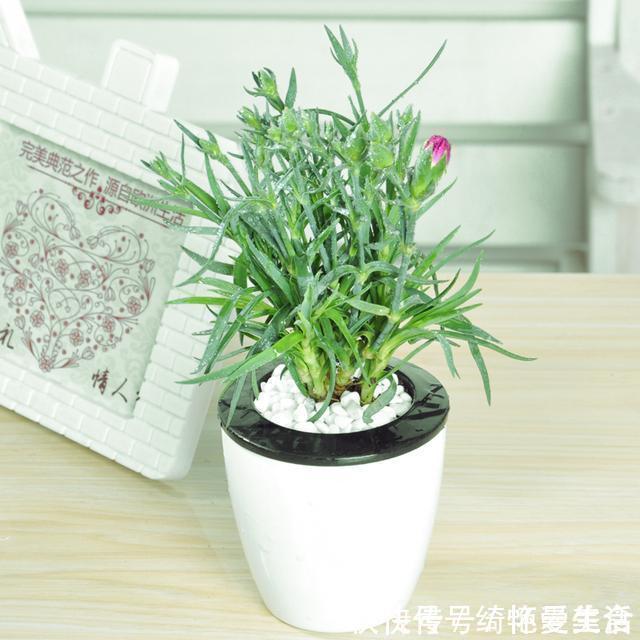 窗台|蚊子害怕这“5种花”,夏天养1盆,蚊虫躲的远,安心睡觉