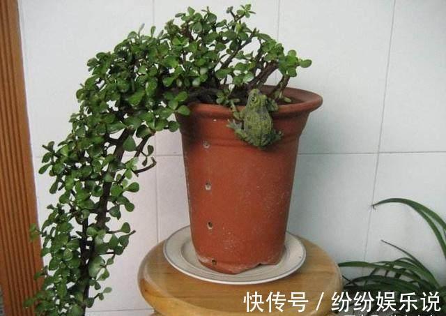 金枝玉叶这样养，变身高大上的盆景，造型惊人，身价翻几倍