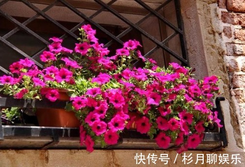 小花园|家里阳台上养上几种花,很简单就能让阳台成为小花园,自然美丽