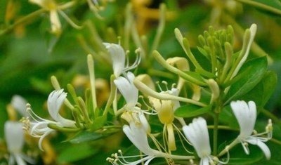 喜欢在家中养护花卉，就选择花色吉祥美好，观赏价值高的花卉，美