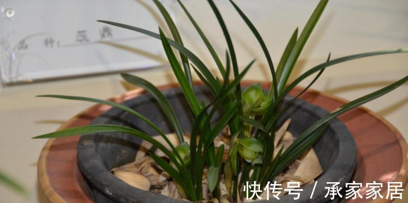 花友们|用什么水浇兰花合适?