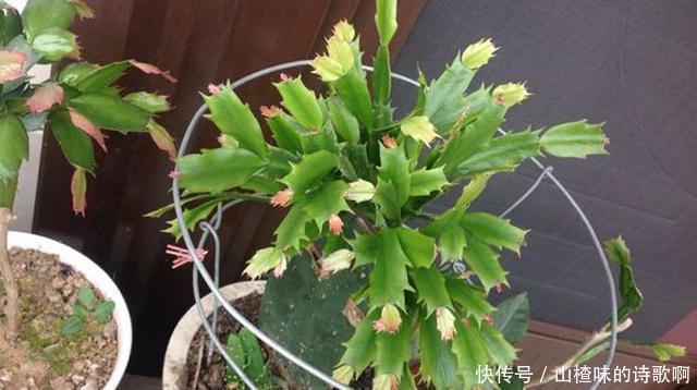 蟹爪兰新叶少很可能一件事没做好,赶紧补救还来得及!