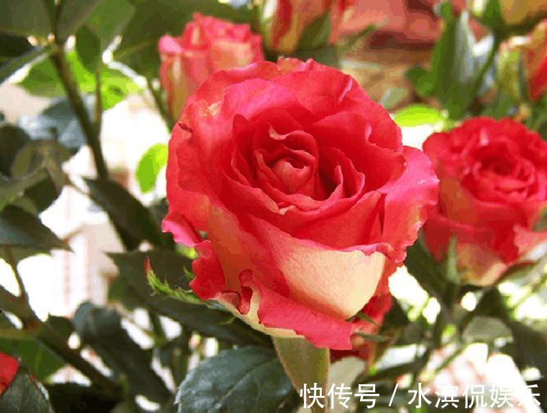 喜欢菊花,就养盆“珍品玫瑰”彩纸口红,婀娜多姿,妖娆动人