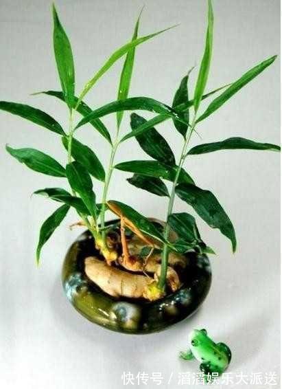 冬天怎能缺的了“它”,扔在水里还能发芽,几月就能长成老桩