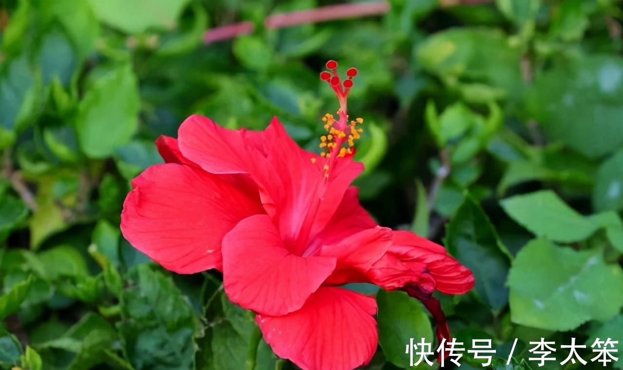 这13种花好养易活,花期还很长,喜欢的话,试着养一盆吧