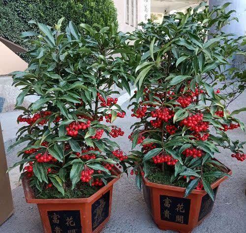 发现一种自带“贵气”的花,家里养一盆,红红火火,那叫一个喜庆