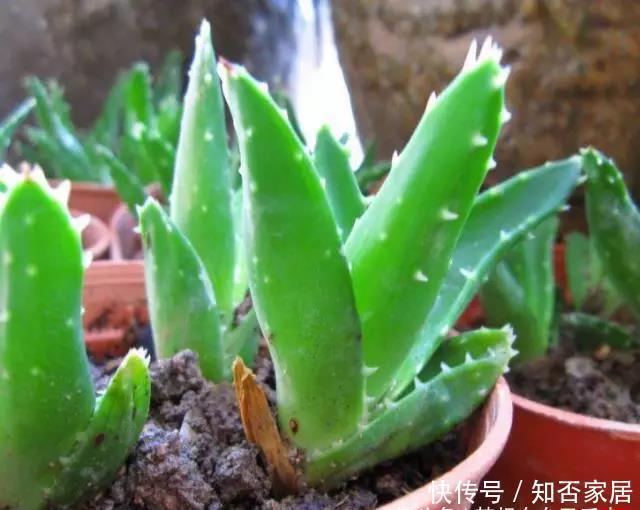 叶片|5种花在夜间“呼吸”,适合放在卧室内,可净化废气,对睡眠好