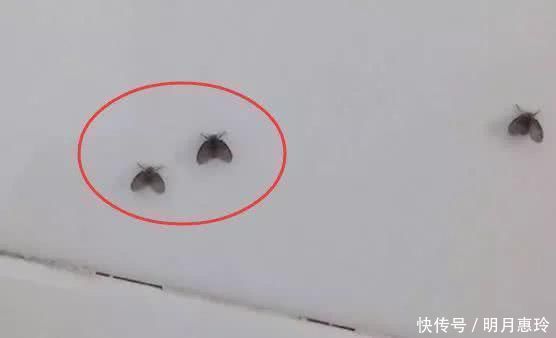 风油精和牙膏泡一泡,原来这么好用解决了很多人的烦恼