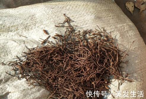 吊兰|花盆里的土壤“裂开”了,“1把它”撒下去,3天变疏松,根系健壮
