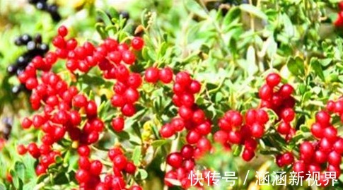 排毒养颜|女性不想老太快,推荐吃的食物,排毒养颜,美白肌肤,好处多多