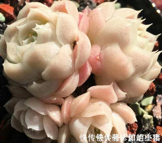 株型最紧凑的,状态最美的多肉,出状态美的跟有仙气一样的透明色