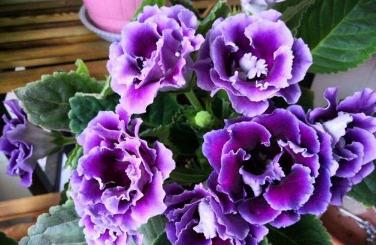 最受欢迎的“4种花”,花朵娇艳、花期长,年年开花不断