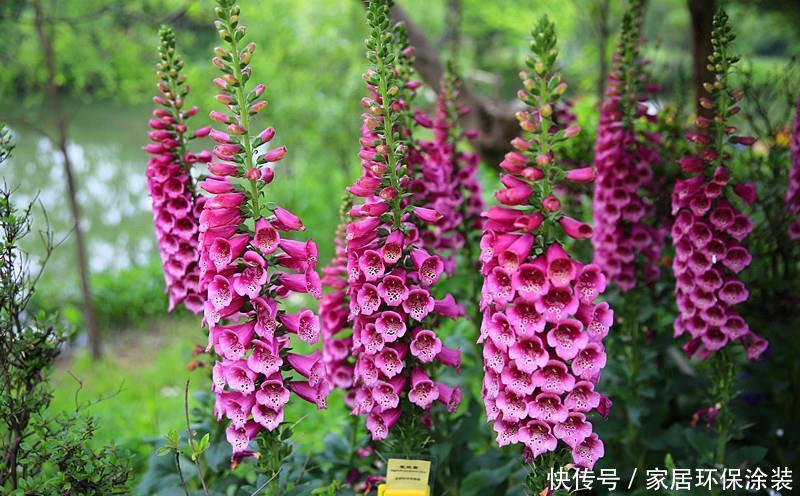 老桩|阳台养花,不用养贵的,3种“土气”花,开花“高贵”又热闹