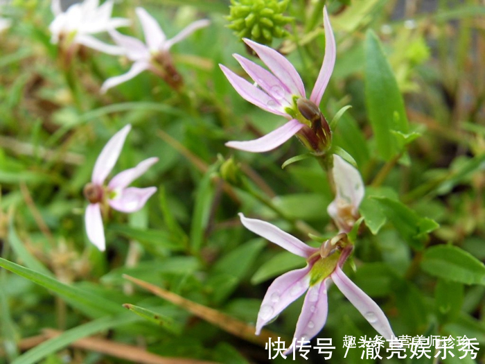 2种野草,名字相似,作用却大不同,价值很珍贵,若遇见,请珍惜