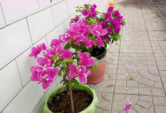 修剪三角梅，记住“3字口诀”，侧芽多，花苞多，开花爆盆很简单